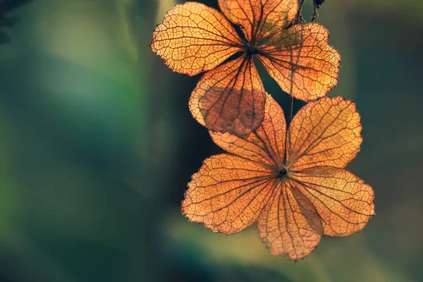 Selective Focus Petal Dry Hydrangea Flower Nature Green Background — Stock Photo, Image