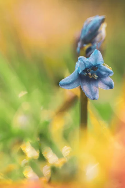 Selevtive Focus Petal Bluebell Flower Hyacinthoides Non Scripta Bloom — Stock Photo, Image