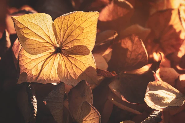 Мягкий Фокус Лепестки Сухого Цветка Гортензии Фоне Природы — стоковое фото
