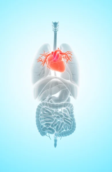 Ilustracja 3D serca, medyczną koncepcję. — Zdjęcie stockowe