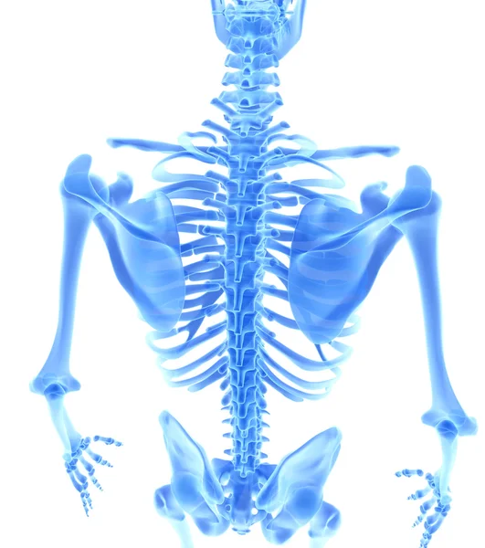 3D-s illusztráció fényes kék csontváz-rendszer. — Stock Fotó