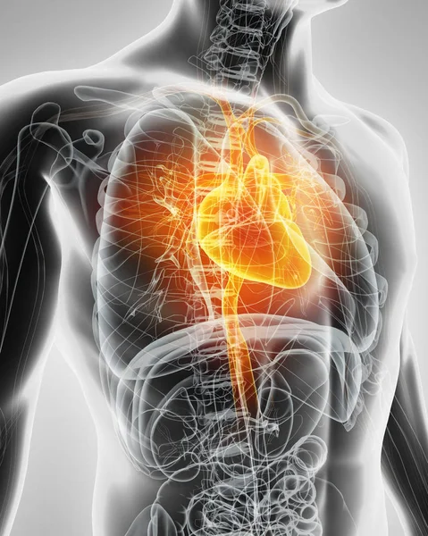 3D απεικόνιση της καρδιάς, ιατρική έννοια. — Φωτογραφία Αρχείου
