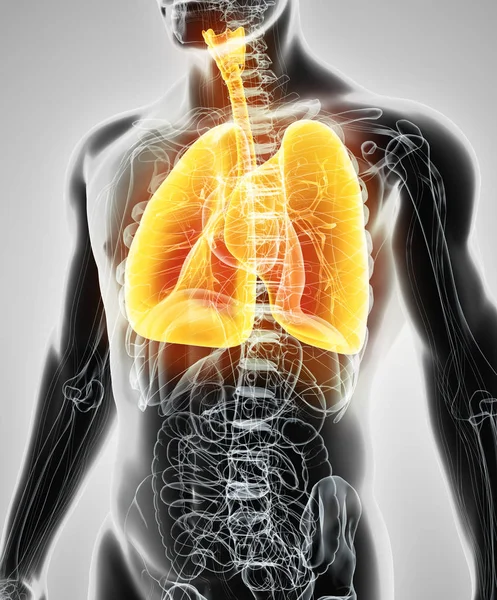 Ilustración 3d de los pulmones, concepto médico . — Foto de Stock