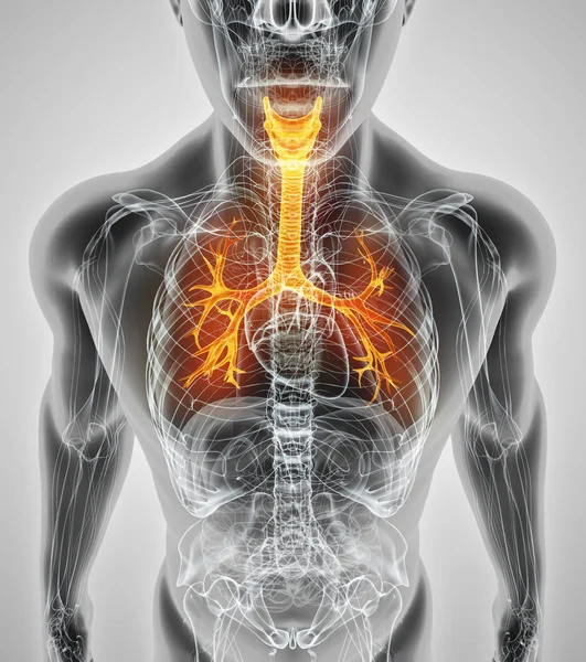 Ilustración 3D de la laringe Trachea Bronchi . — Foto de Stock