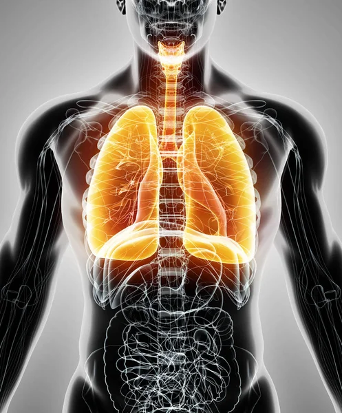 Ilustración 3d de los pulmones, concepto médico . — Foto de Stock