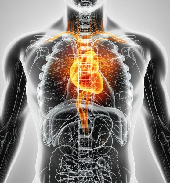 Ilustración 3D de Corazón, concepto médico . — Foto de Stock