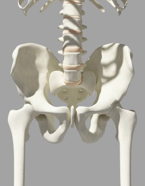 Kalça mavi zemin üzerine iskelet.