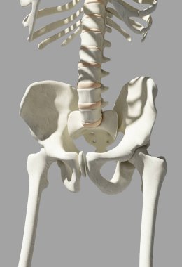 Kalça mavi zemin üzerine iskelet.