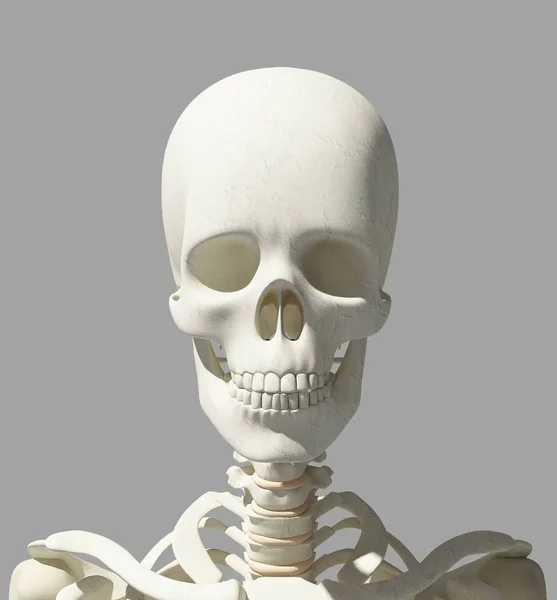 두개골 해부학-인간의 뼈대의 일부의 3d 그림. — 스톡 사진