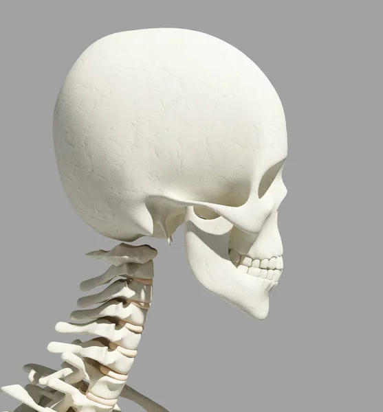 3D иллюстрация анатомии черепа - часть скелета человека . — стоковое фото