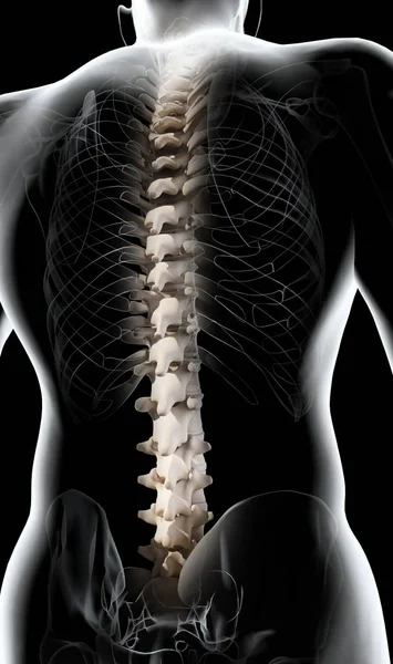 3D ilustracja kręgosłupa, medyczną koncepcję. — Zdjęcie stockowe