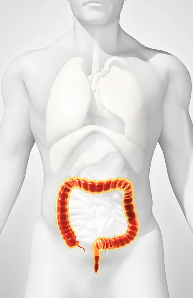 3D illustration av tjocktarmen. — Stockfoto