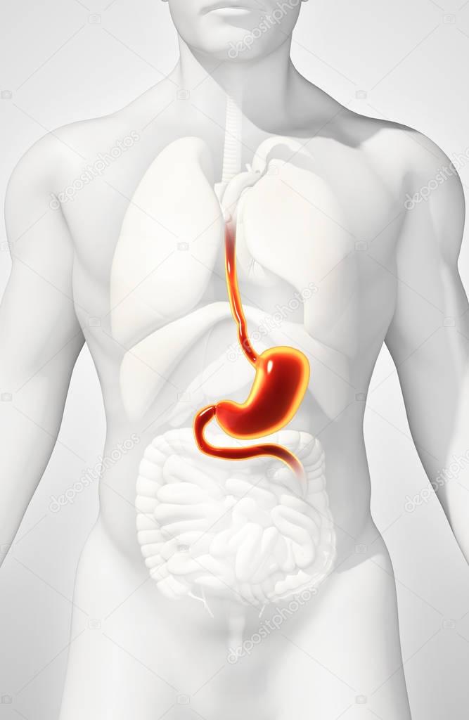 3D illustration of Stomach.