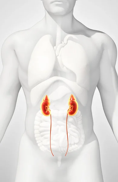 Ilustración 3D del sistema urinario, concepto médico . — Foto de Stock