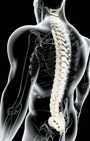 Ilustración 3D de la columna vertebral, concepto médico . — Foto de Stock