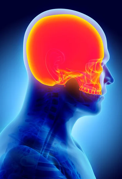 3D ілюстрація черепа, медичні концепції. — стокове фото