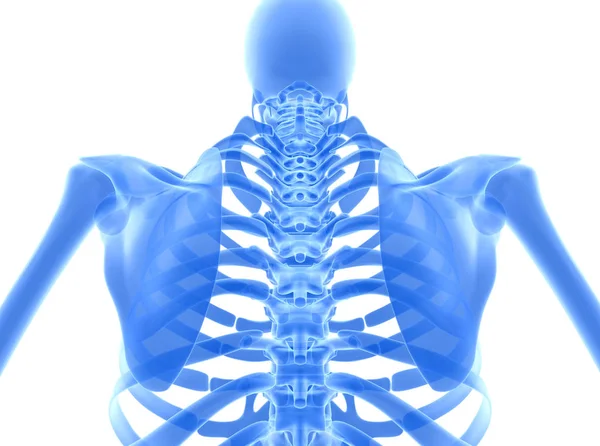 Ilustração 3D do sistema de esqueleto azul brilhante . — Fotografia de Stock