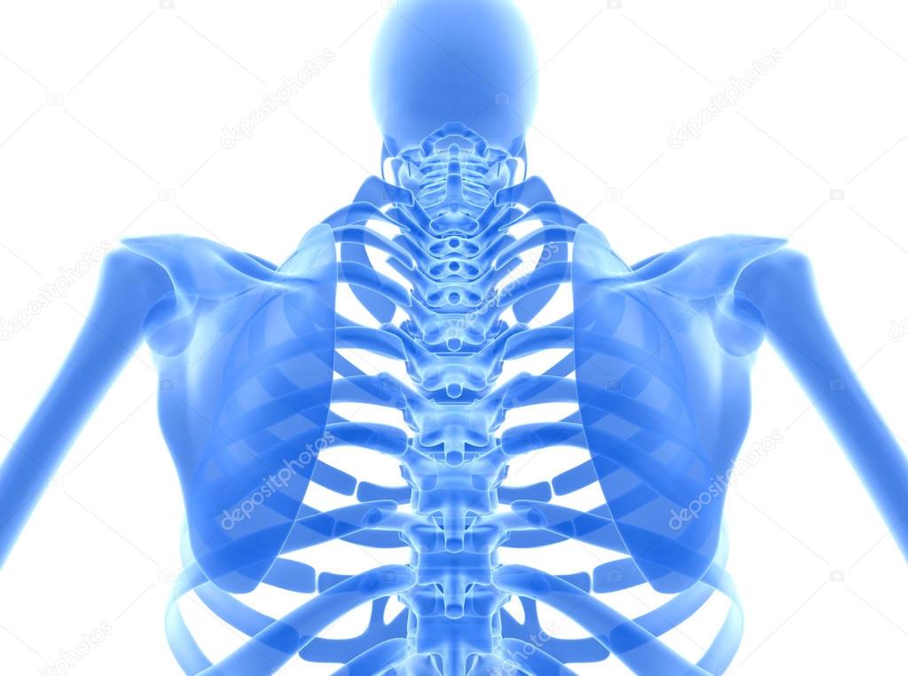 3D illustration of shiny blue skeleton system.