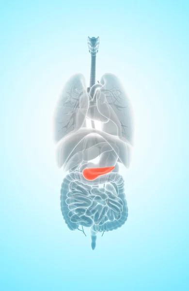 Ilustración 3D del páncreas - parte del sistema digestivo . — Foto de Stock