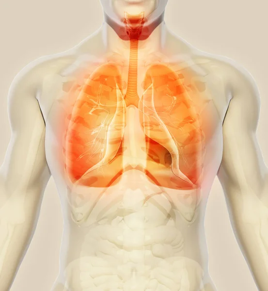 3D ilustracja płuc, medyczną koncepcję. — Zdjęcie stockowe