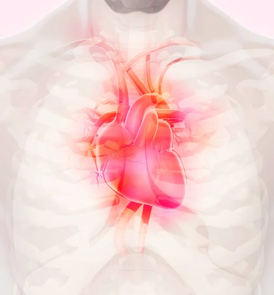 Kalp, tıbbi kavramı 3D çizimi. — Stok fotoğraf