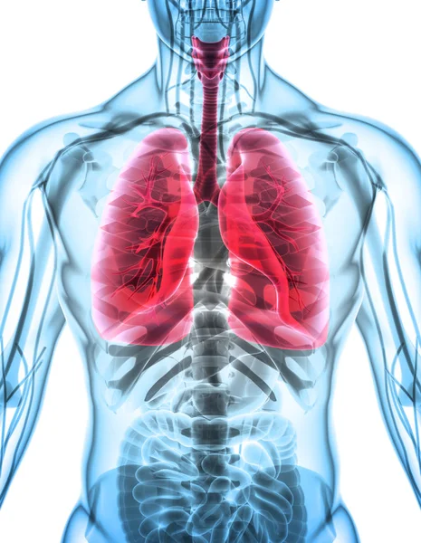 Ilustración 3d de los pulmones, concepto médico . —  Fotos de Stock