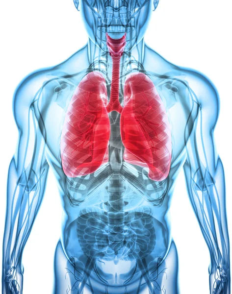 Akciğerler, tıbbi kavramı 3D çizimi. — Stok fotoğraf