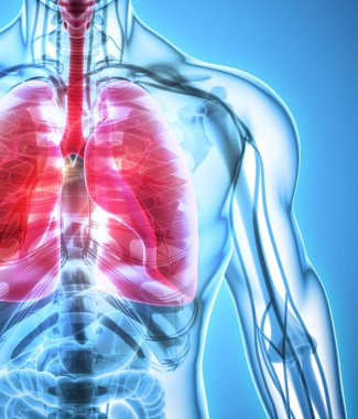 Akciğerler, tıbbi kavramı 3D çizimi.