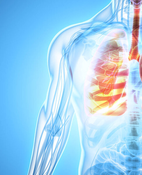 3d Иллюстрация легких, медицинская концепция
.