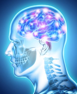 İnsan iç organik - beyin.