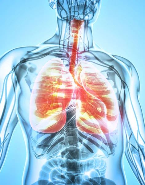 Ilustración 3d de los pulmones, concepto médico . —  Fotos de Stock