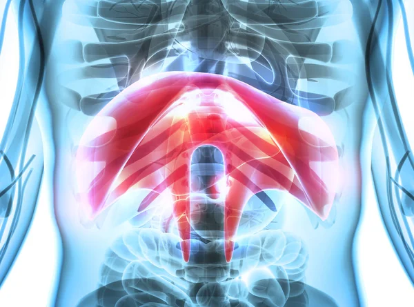 3D illustration of Diaphragm, medical concept. — Stock Photo, Image