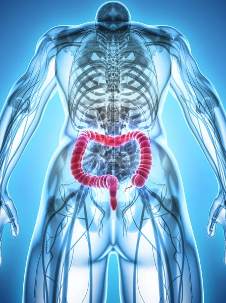 3D иллюстрация толстого кишечника . — стоковое фото