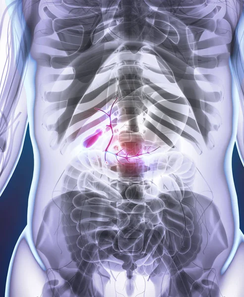 Ilustración 3D de la vesícula biliar masculina . — Foto de Stock