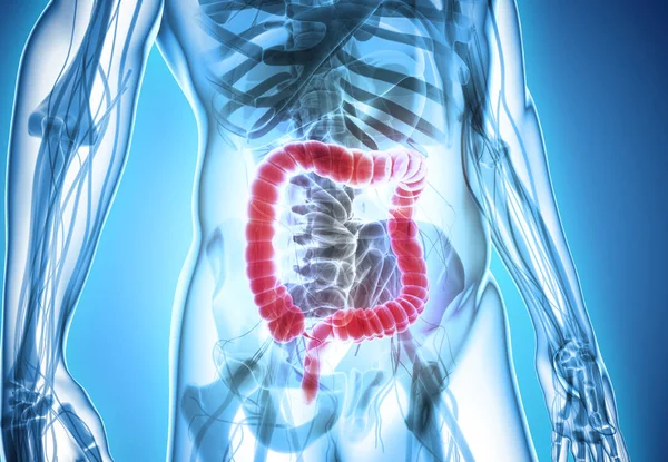 Ilustración 3D del intestino grueso . —  Fotos de Stock
