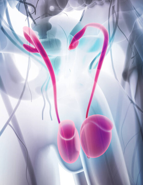 Reproductive system male, medical concept.