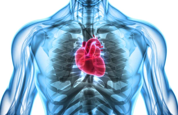 3D απεικόνιση της καρδιάς, ιατρική έννοια. — Φωτογραφία Αρχείου
