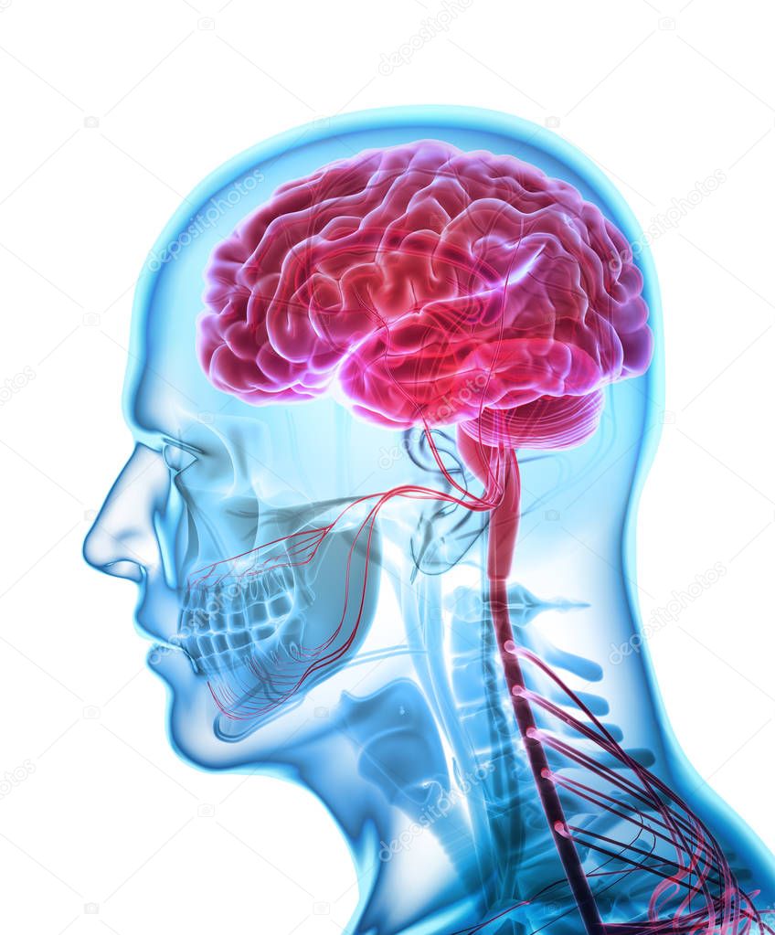 Human Internal Organic - Brain.