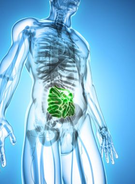 İnce bağırsak 3D çizimi.