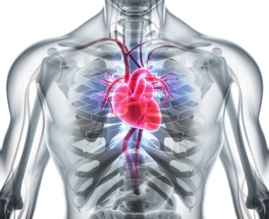 3D illustration of Heart, medical concept. clipart