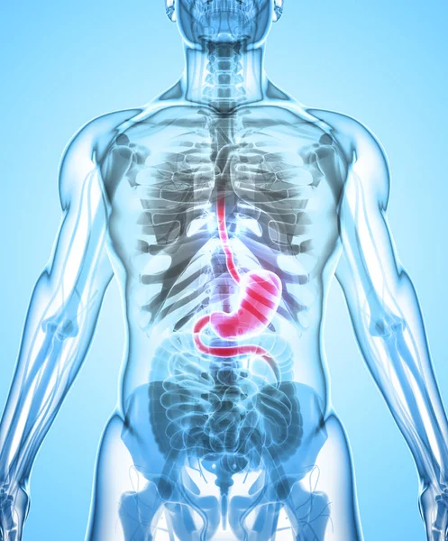 3D ilustracja żołądka. — Zdjęcie stockowe