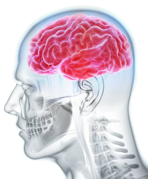 Органические внутренние органы человека - мозг . — стоковое фото