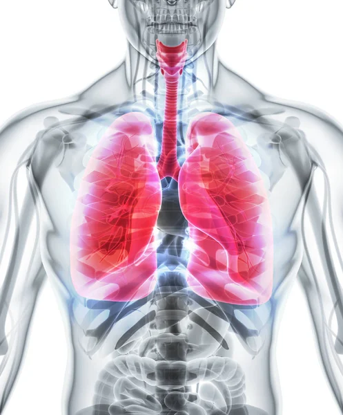 Ilustración 3d de los pulmones, concepto médico . —  Fotos de Stock