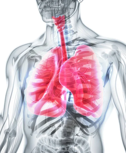 Ilustración 3d de los pulmones, concepto médico . —  Fotos de Stock