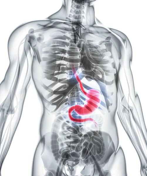 Illustration 3D de l'estomac . — Photo