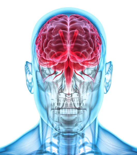 Emberi belső szerves - agy. — Stock Fotó
