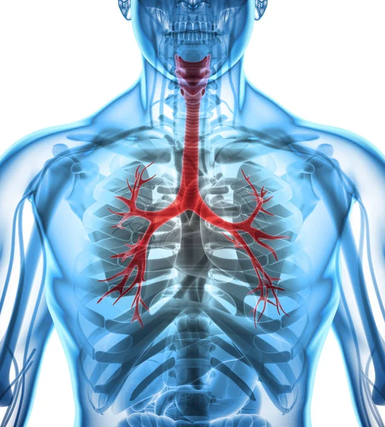 3D illustratie van strottenhoofd luchtpijp, bronchiën. — Stockfoto
