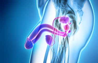 Üreme sistemi erkek, tıp kavramı.