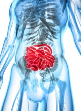 İnce bağırsak 3D çizimi.