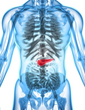 Pankreas - sindirim sisteminin bir parçası 3D çizimi.